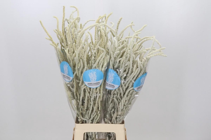 <h4>Amaranthus Yearming Desert</h4>