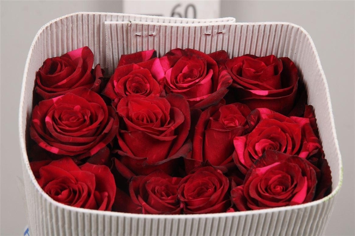 <h4>R Gr Red Panther Ec</h4>