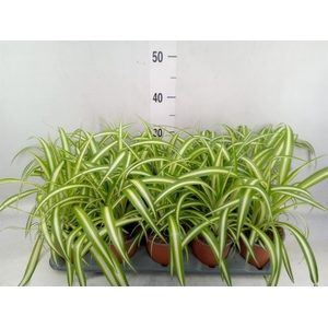 Chlorophytum com. 'Variegatum'