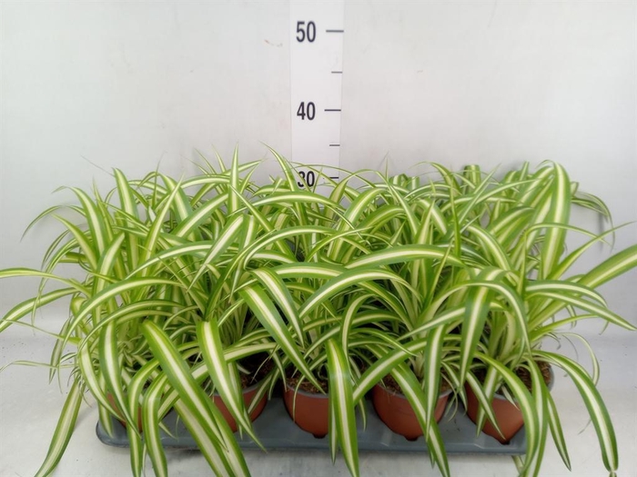 <h4>Chlorophytum com. 'Variegatum'</h4>