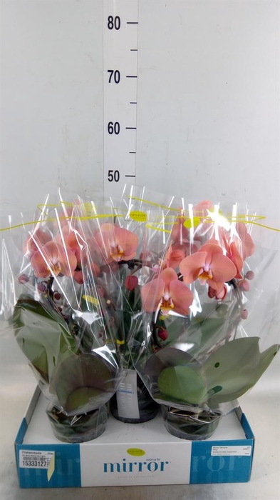 <h4>Phalaenopsis   ...lilac</h4>
