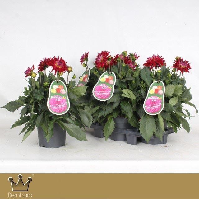 <h4>Dahlia 'XXL Raspberry Ice'</h4>