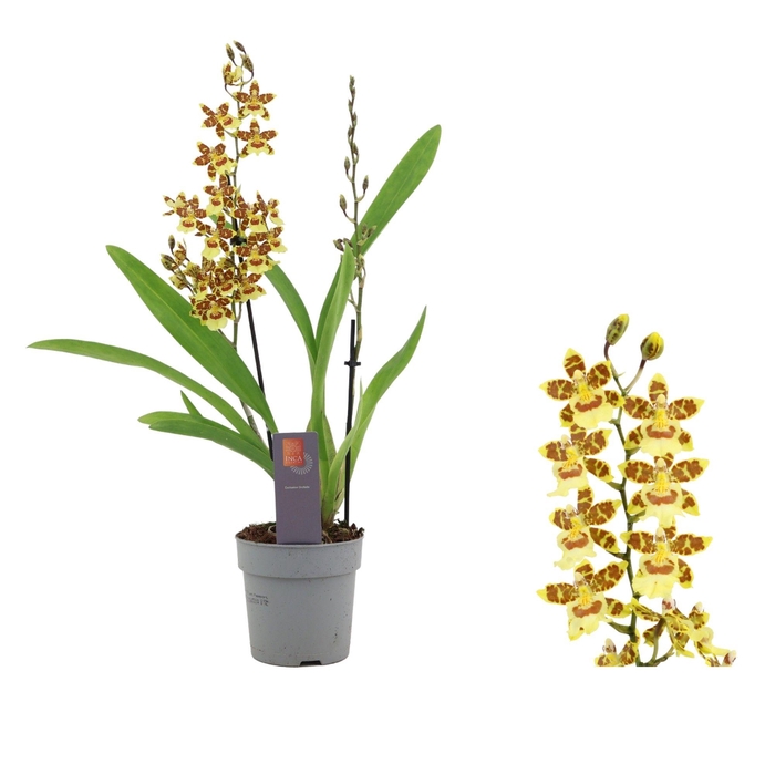 <h4>Inca Cambria Pacific Sunset 2 spike</h4>