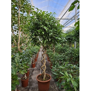 Ficus Exotica