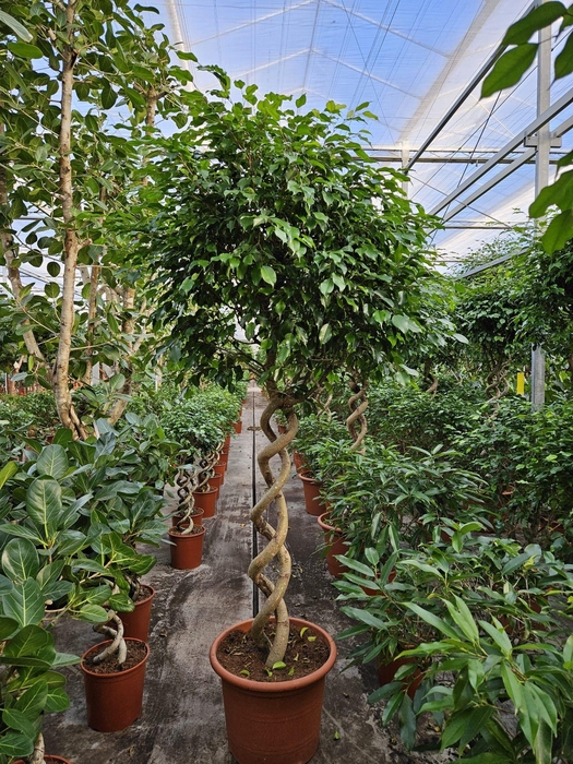 <h4>Ficus Exotica</h4>