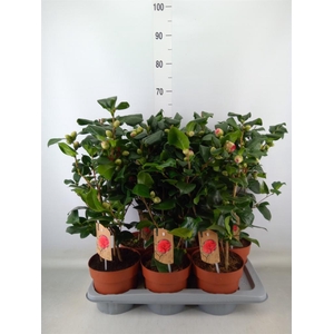 Camellia reticulata 'Mary Williams'