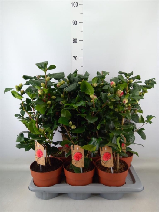 <h4>Camellia reticulata 'Mary Williams'</h4>