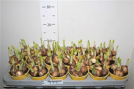 <h4>Narc O Tete A Tete</h4>