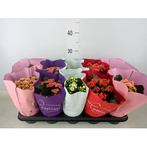 Kalanchoe blos.   ..rosebud rs fl 5