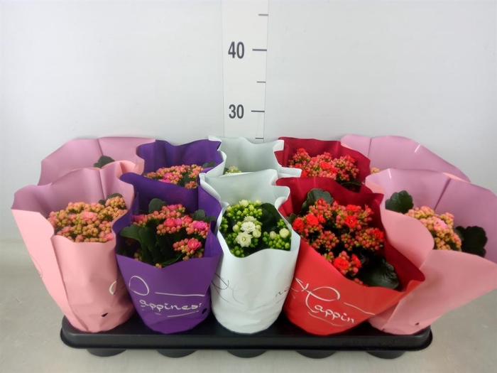 <h4>Kalanchoe blos.   ..rosebud rs fl 5</h4>