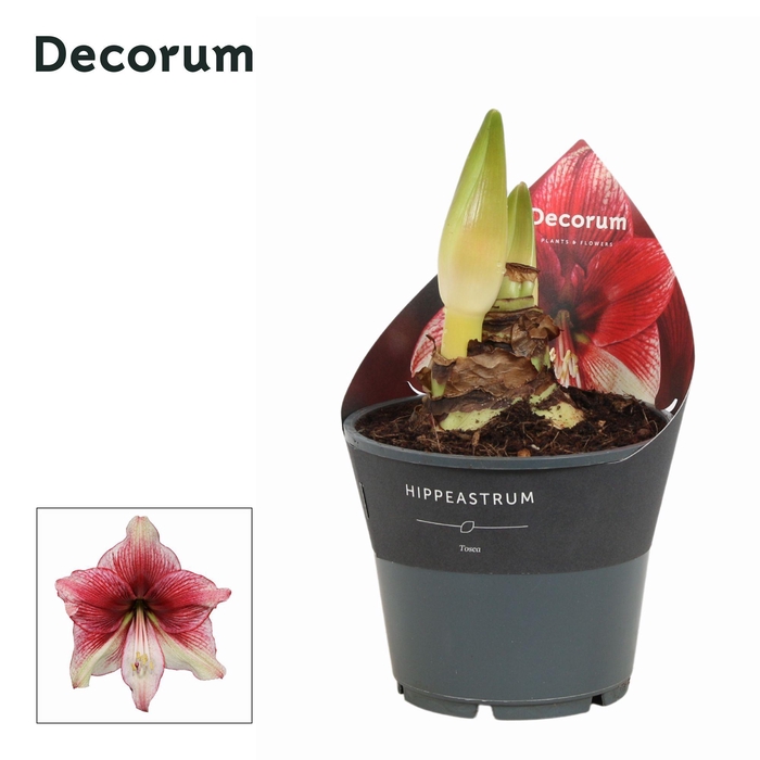 <h4>Amaryllis Tosca 2 knop (Decorum)</h4>