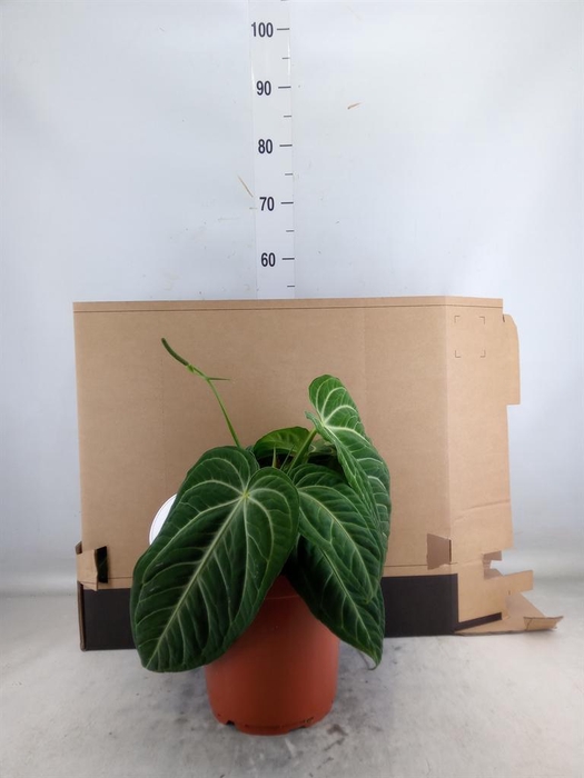 <h4>Anthurium   ...</h4>