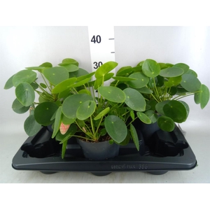 Pilea peperomioides