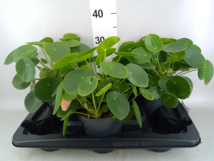 <h4>Pilea peperomioides</h4>