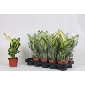 Dieffenbachia Bertina 12Ø 40cm