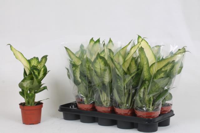 Dieffenbachia Bertina 12Ø 40cm