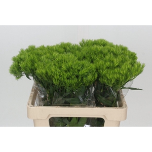 Dianthus Br Aldo Green