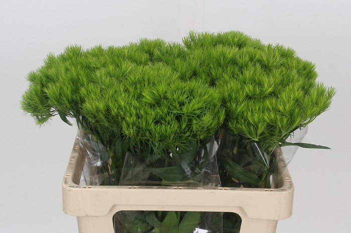 <h4>Dianthus Br Aldo Green</h4>