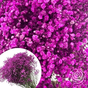 Gyps Xlence Pink 40gr