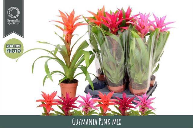 GUZMANIA MIX P12