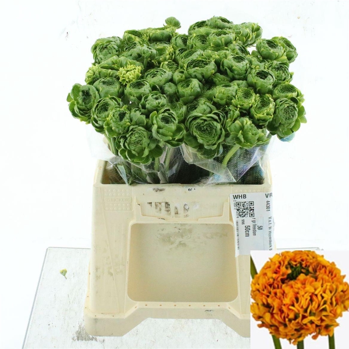 <h4>RAN PON PON FLORA</h4>