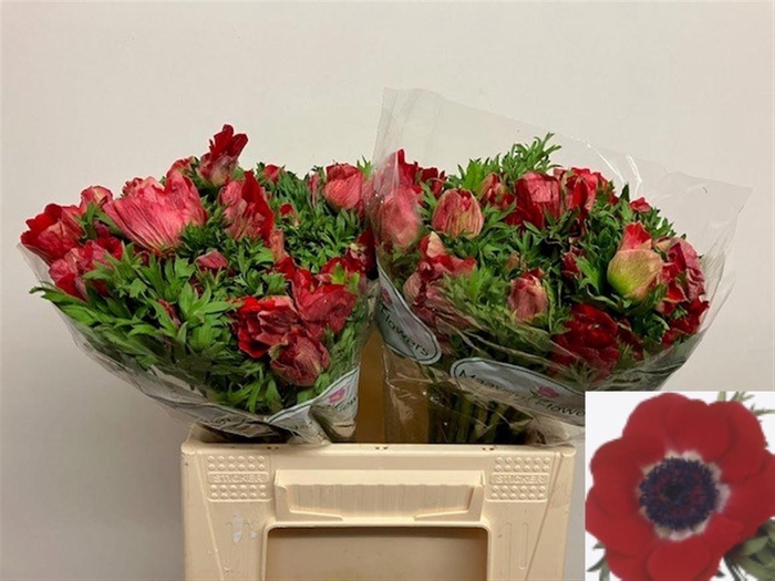 <h4>ANEM CO GALIL ROOD</h4>