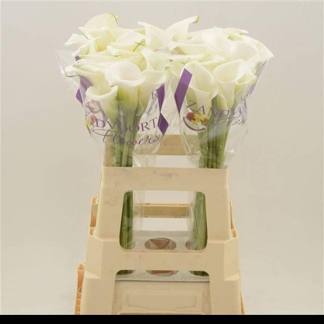 <h4>ZANT WHITE ART</h4>