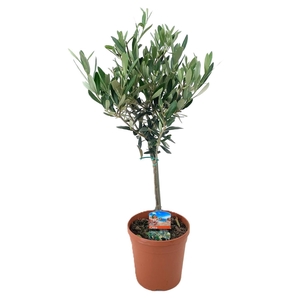 Olea europaea