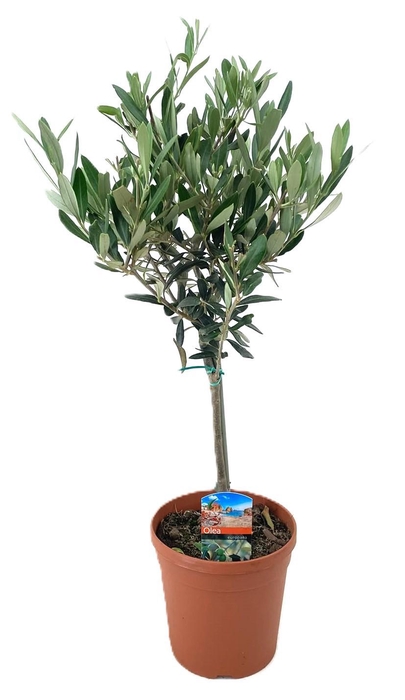 <h4>Olea europaea</h4>