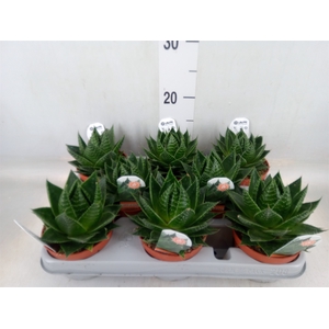 Aloe aristata 'Cosmo'