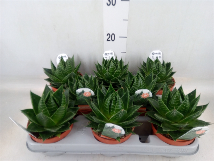 <h4>Aloe aristata 'Cosmo'</h4>