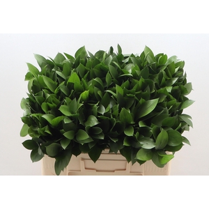 RUSCUS HYPOPHYLLUM