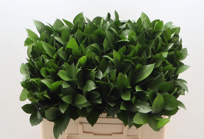 <h4>RUSCUS HYPOPHYLLUM</h4>