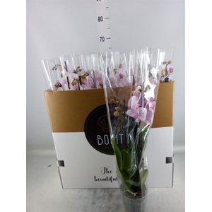 Phalaenopsis  'Ant Denver'