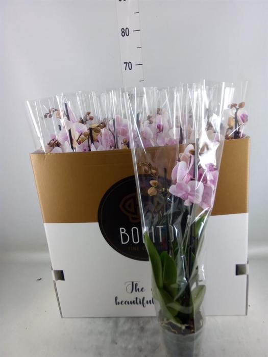 <h4>Phalaenopsis  'Ant Denver'</h4>