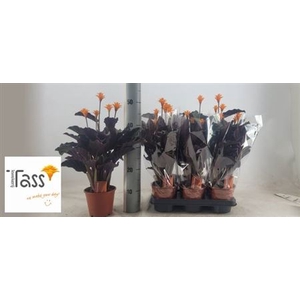 Calathea crocata