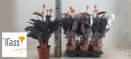 <h4>Calathea crocata</h4>