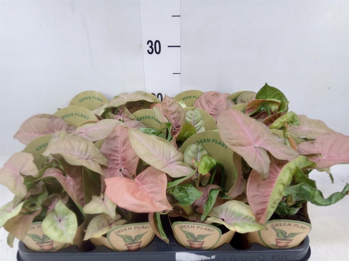 <h4>Syngonium   ...</h4>