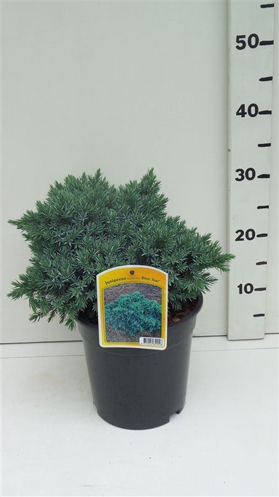 <h4>Juniperus squamata Blue Star</h4>