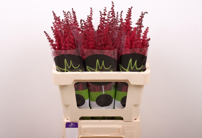 <h4>ASTIL AR FANAL</h4>