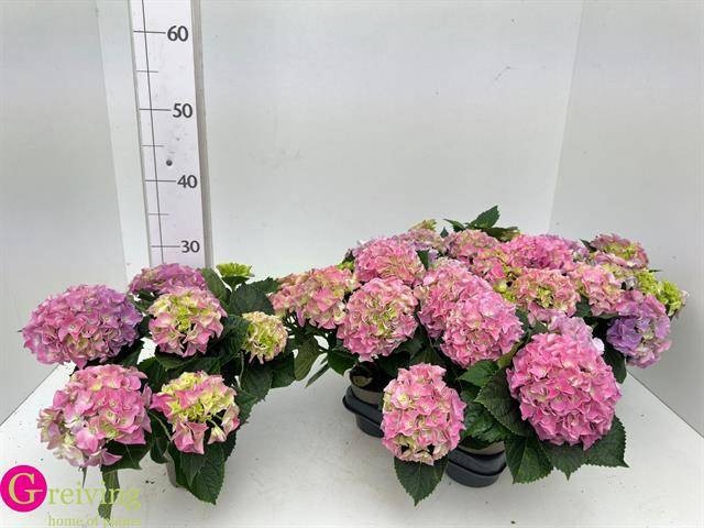 <h4>HYDR M EARLY ROSA</h4>