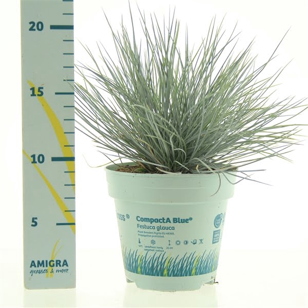 Festuca glauca CompactA Blue®