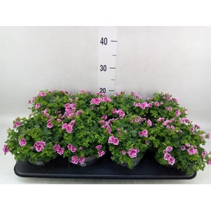 Pelargonium gran.   ..