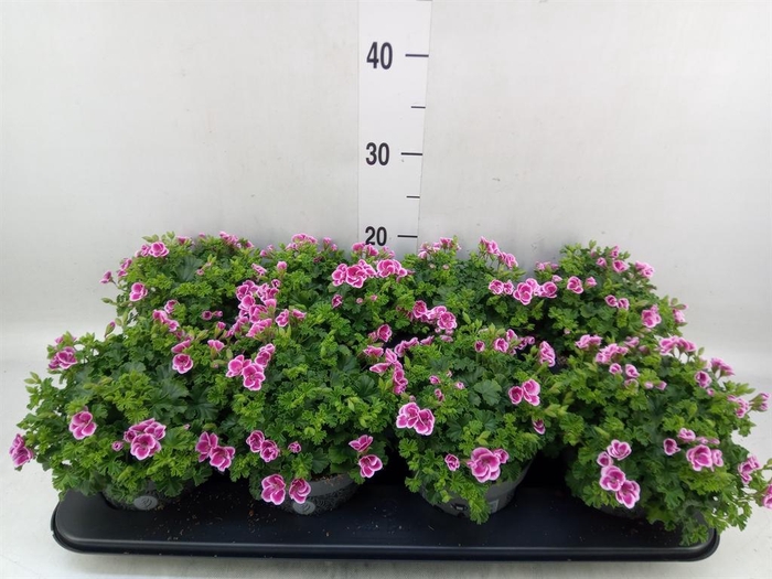 <h4>Pelargonium gran.   ..</h4>