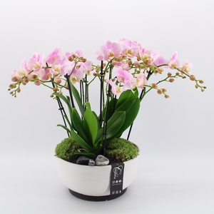 PHAL-2441 Phalaenopsis creatie