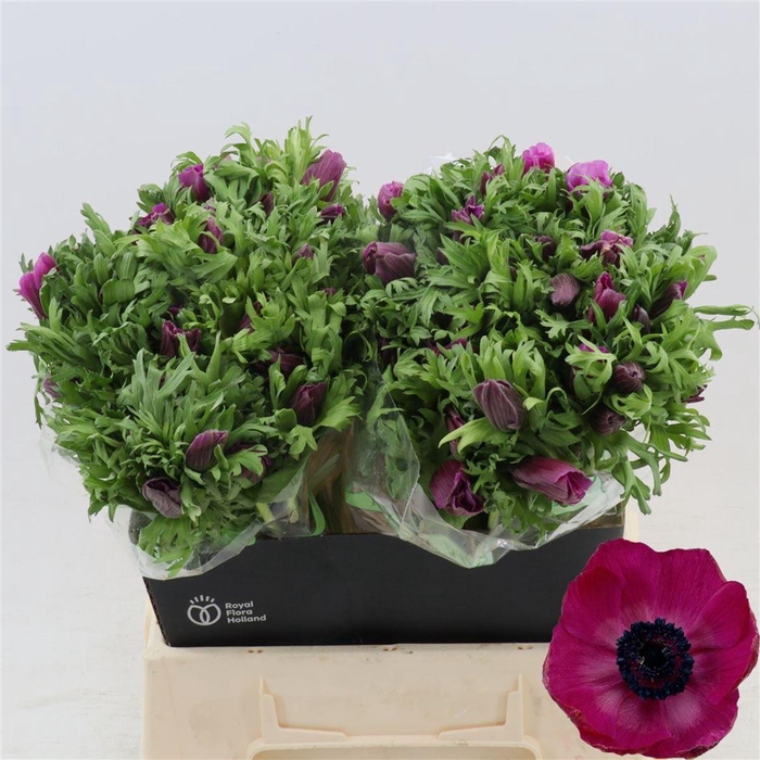 <h4>Anemone Galil Purper</h4>