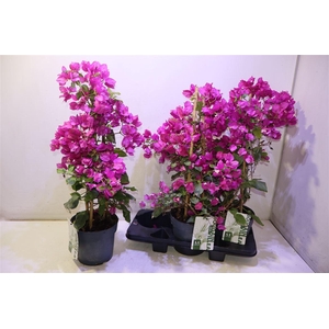Bougainv Sanderiana