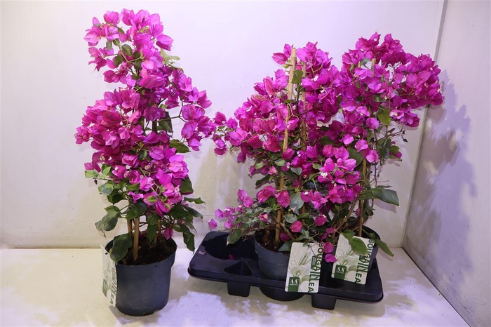 <h4>Bougainv Sanderiana</h4>