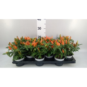 Capsicum annuum 'Favorit Orange'