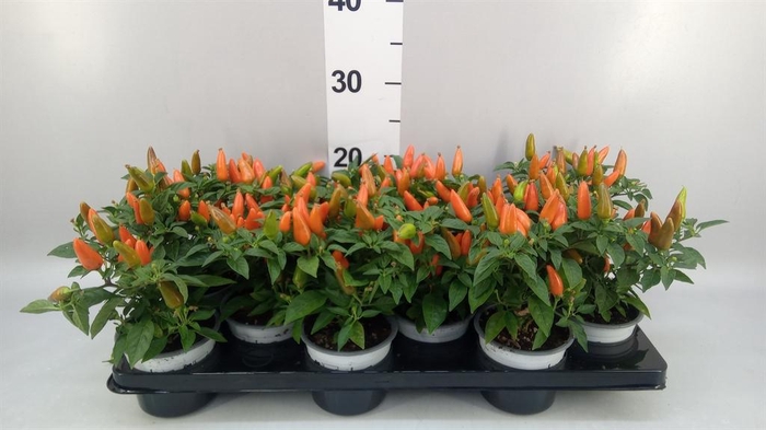 <h4>Capsicum annuum 'Favorit Orange'</h4>